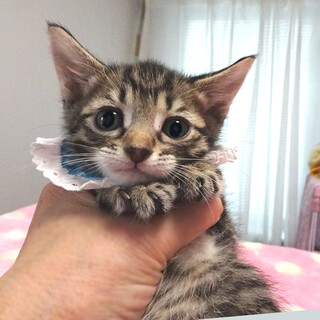 なれなれ♪キジ★優(ゆう)くん　1ヵ月半