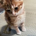 茶トラ子猫ちゃん兄弟⭐︎