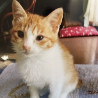 茶トラ子猫ちゃん兄弟⭐︎2