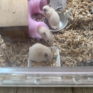 キンクマハムスター赤ちゃんオス