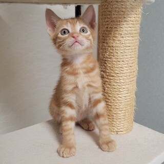 甘えん坊★ジャー君