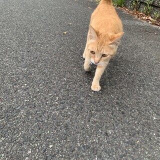 とても珍しい茶トラの女の子と茶白の男の子