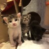 ギジトラオス　1ヶ月半 サムネイル3