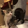 ギジトラオス　1ヶ月半 サムネイル4