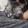 の写真