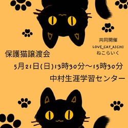 保護猫譲渡会　名古屋市中村区 サムネイル1