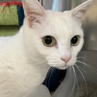 里親決定。新しい飼い主募集小町ちゃん