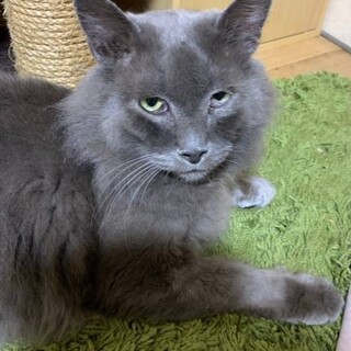【5/21横浜】グレー中毛の君♡グレくん