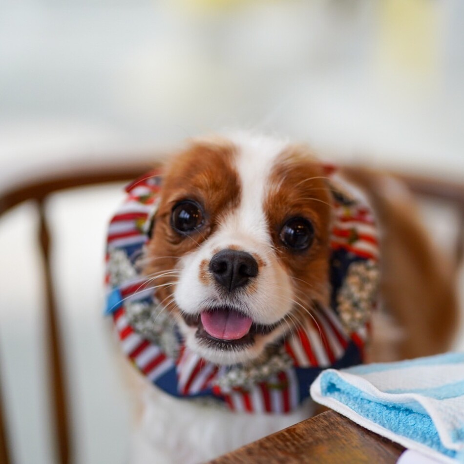 キャシーのカバー写真