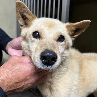 小柄な中型シニア（雑種）の人懐っこい子です