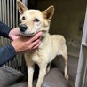 小柄な中型シニア（雑種）の人懐っこい子です サムネイル2