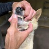 小柄な中型シニア（雑種）の人懐っこい子です サムネイル3