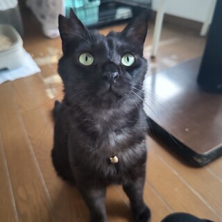 超甘えんぼうな黒猫☆たろうくん