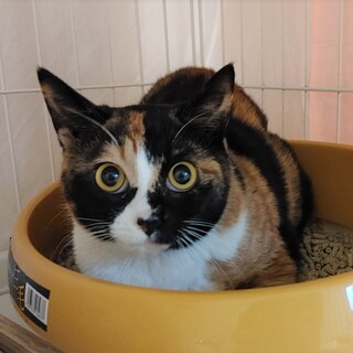 お転婆娘チコ。6月4日（日）譲渡会に参加！