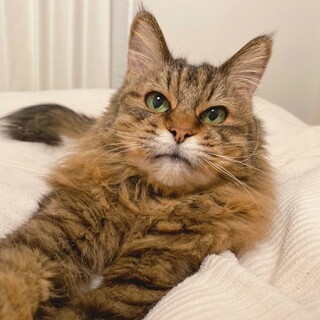 【5/21譲渡会】シニアっ子は愛しい♡ちよちゃん