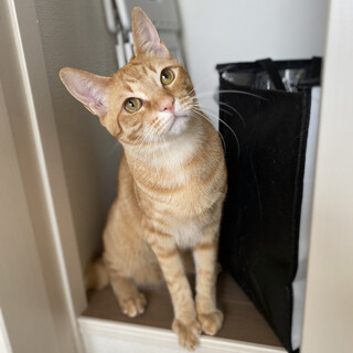 【5/21譲渡会】うすちゃくん