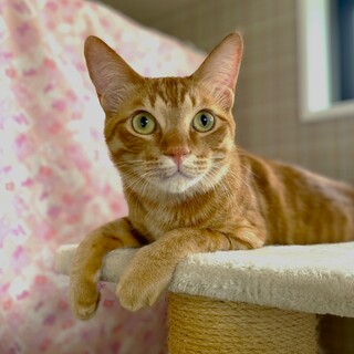 【5/21譲渡会】こいちゃくん