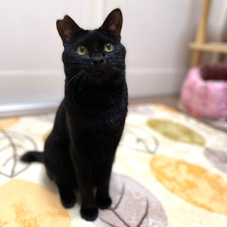 【5/21譲渡会】あんこくん