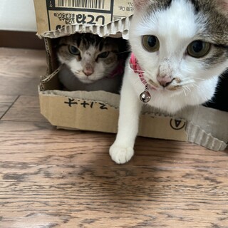 急募！！猫　里親