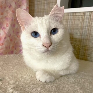 【5/21譲渡会】ハンデはスペシャルな印♬あんにん