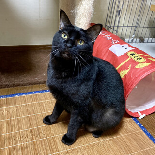 【5/21譲渡会】ハンデはスペシャルな印♬ハルくん