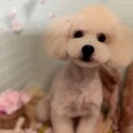 人懐っこいトイプードル
