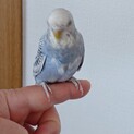 セキセイインコの里親を募集しています