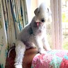 Oliver ７歳　男の子