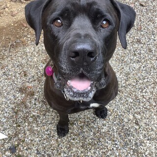 土佐マスティフMIXの女の子