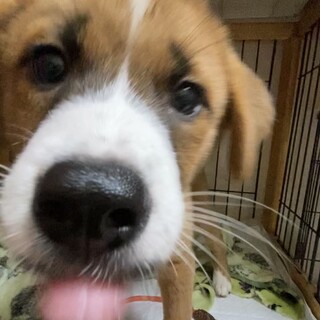 ずっとの家族を探しています