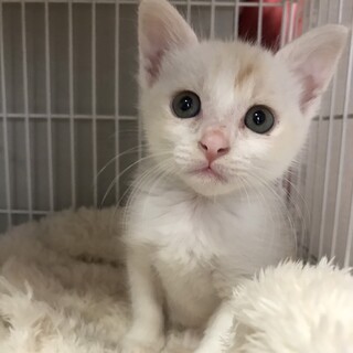 募集停止クリーム茶白色男子⭐️ベッカム