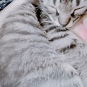 猫4匹 1匹でのお渡しも可能です