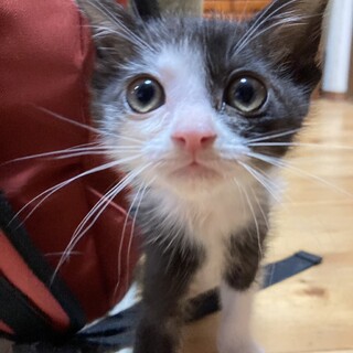 ありがとうございました★キトンブルーチューヤくん