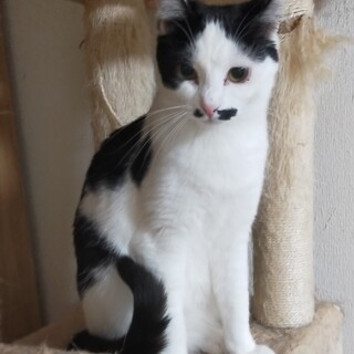 ビビりで好奇心旺盛　お鼻テンテンの個性的なお顔