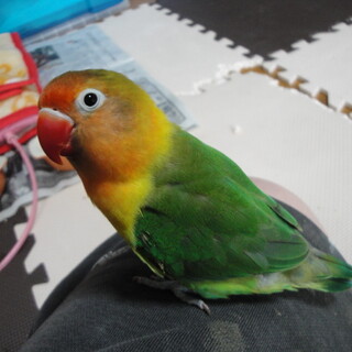ルリコシボタンインコ　里親【決定しました】