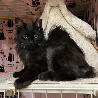 黒半長毛の人より猫が好きな男の子