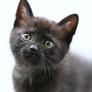 ボトンちゃん❤️