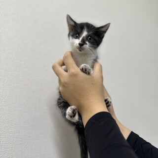 生後2ヶ月のおっとり子猫ちゃん