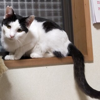 マイペースなハチワレ？白黒の　しお　君です