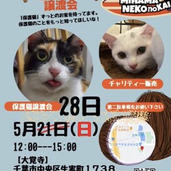 ねこの譲渡会