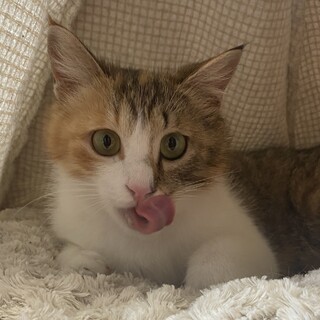 【5/28月島】超甘えん坊美貌のパステル三毛＆子猫