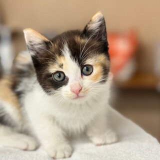 パンキンちゃん