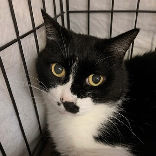 【リンツ】丸顔と大きなお目めの男の子