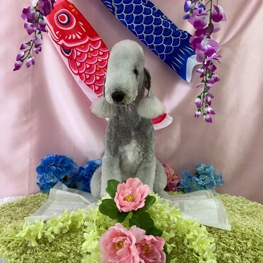 トリミングDAY