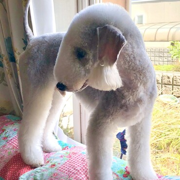 ソファーの背もたれに乗るの大好き