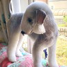 ソファーの背もたれに乗るの大好き