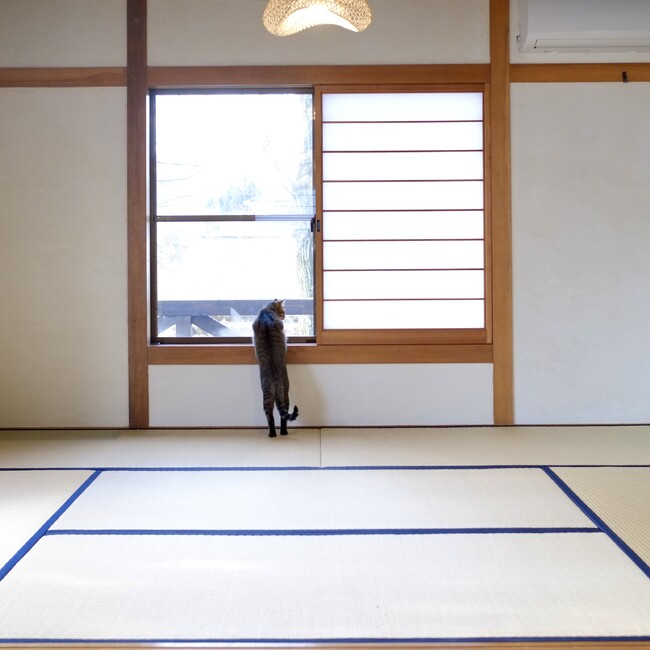 Saba Sabaoのカバー写真
