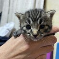 生後3週間目のキジトラ子猫女の子(小ちゃん)