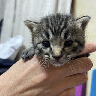 生後3週間目のキジトラ子猫女の子(小ちゃん)