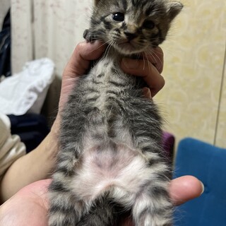 生後3週目の黒っぽいキジトラ子猫のメス(大ちゃん)